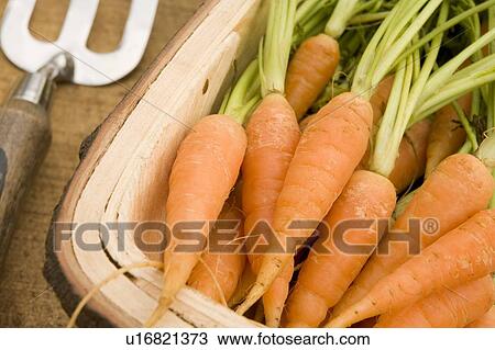 Carrots in a Wooden Trug View Large Photo Image Stock Image - Carrots in a Wooden Trug. Fotosearch