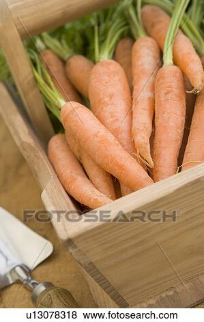 Stock Photo - Carrots in a Wooden Trug. Fotosearch
