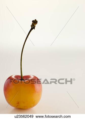 Cherries View Large Photo Image Stock Photo - Cherries. Fotosearch