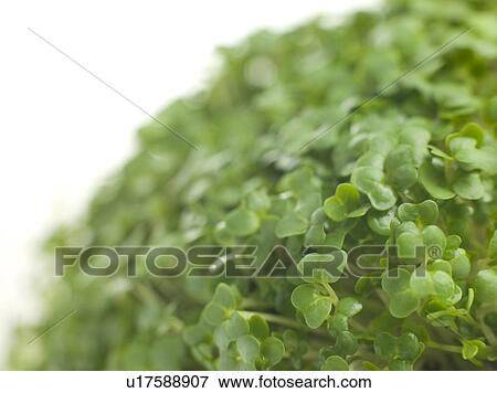 Cress growing View Large Photo Image Stock Photo - Cress growing. Fotosearch