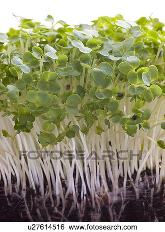 Cress growing View Large Photo Image Stock Photograph - Cress growing. Fotosearch