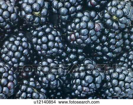 Fresh blackberries View Large Photo Image Picture - Fresh blackberries. Fotosearch