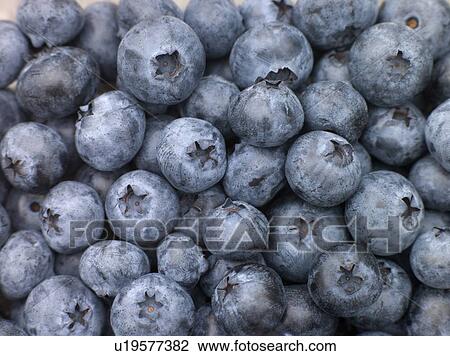 Fresh blueberries View Large Photo Image Stock Image - Fresh blueberries. Fotosearch