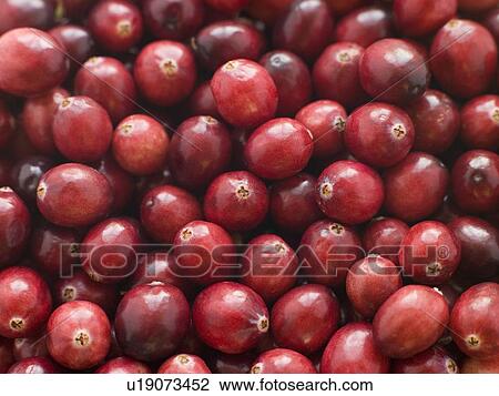 Stock Image - Fresh cranberries. Fotosearch