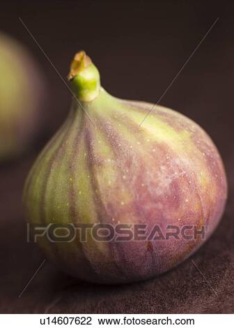 Fresh fig View Large Photo Image Stock Image - Fresh fig. Fotosearch