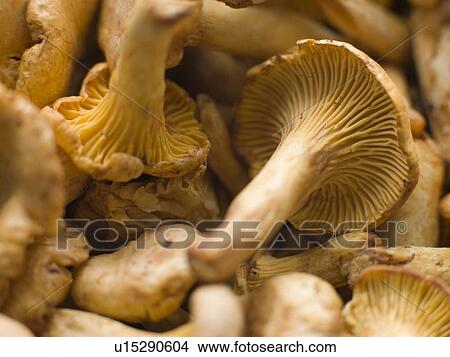 Fresh Girolle Mushrooms View Large Photo Image Picture - Fresh Girolle Mushrooms. Fotosearch