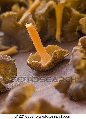 Stock Photo - Fresh Girolle Mushrooms. Fotosearch