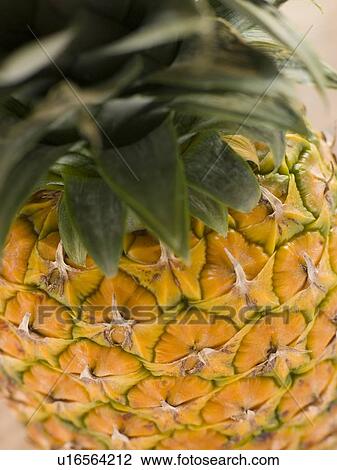 Fresh pineapple View Large Photo Image Stock Image - Fresh pineapple. Fotosearch
