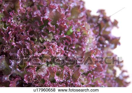 Stock Photo - Losso rollo lettuce. Fotosearch