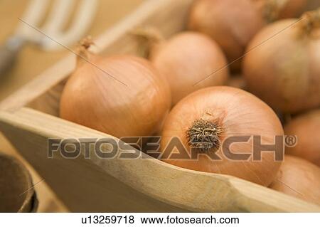 Stock Photo - Onions in wooden trug. Fotosearch