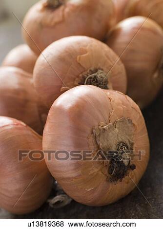Stock Photo - Onions. Fotosearch