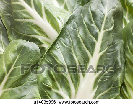 Pak choi, bok choy, chinese cabbage View Large Photo Image Stock Photograph - Pak choi, bok choy, chinese cabbage. Fotosearch