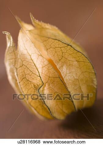 Stock Photo - Physalis. Fotosearch
