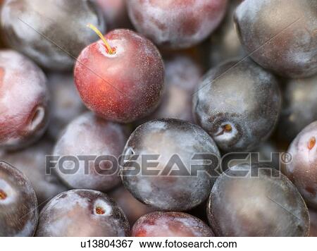 Plums View Large Photo Image Stock Photo - Plums. Fotosearch