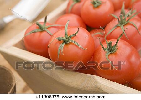 Red Tomatoes in a Wooden Trug View Large Photo Image Stock Photography - Red Tomatoes in a Wooden Trug. Fotosearch