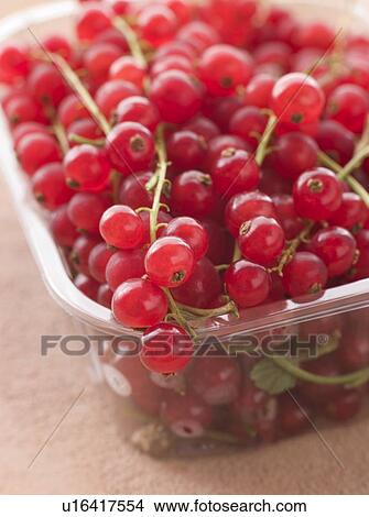 Redcurrants in packaging View Large Photo Image Picture - Redcurrants in packaging. Fotosearch