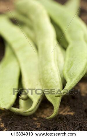 Runner beans View Large Photo Image Stock Image - Runner beans. Fotosearch