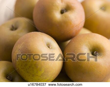 Russet apples View Large Photo Image Stock Photo - Russet apples. Fotosearch