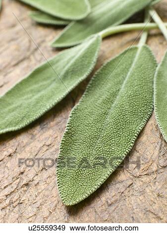 Sage leaves on chopping board View Large Photo Image Stock Photo - Sage leaves on chopping board. Fotosearch
