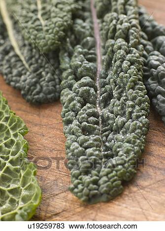 Stock Image - Savoy cabbage leaves. Fotosearch