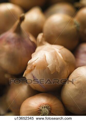Shallots View Large Photo Image Stock Photography - Shallots. Fotosearch