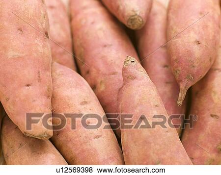 Stock Photo - Sweet potato. Fotosearch