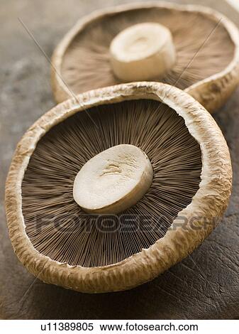 Two Portobello Mushrooms View Large Photo Image Stock Photography - Two Portobello Mushrooms. Fotosearch