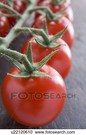 Vine tomatoes View Large Photo Image Stock Image - Vine tomatoes. Fotosearch