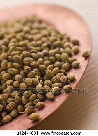 Stock Image - Dish of Coriander Seeds. Fotosearch