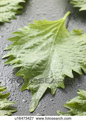 Shiso leaves View Large Photo Image Stock Photo - Shiso leaves. Fotosearch