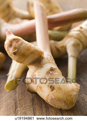 Stock Image - Stem of Galangal Root. Fotosearch