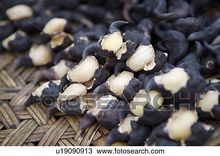 Stock Image - Close-up of water caltrop. Fotosearch