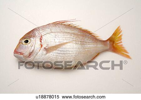 Stock Photography - Close-up of a dead fish. Fotosearch