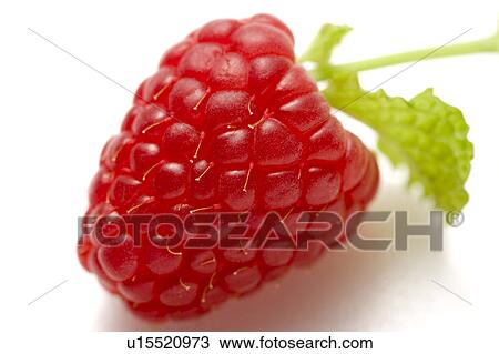 Close-up of a fresh raspberry View Large Photo Image Stock Image - Close-up of a fresh raspberry. Fotosearch
