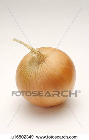 Close-up of an onion View Large Photo Image Stock Photo - Close-up of an onion. Fotosearch