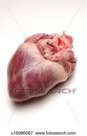Close-up of fresh liver View Large Photo Image Stock Photo - Close-up of fresh liver. Fotosearch