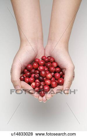 Stock Photo - Hands cupped with red fresh cherries, close-up. Fotosearch