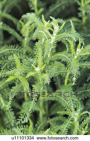 Picture - Achillea millefolium. Fotosearch