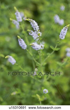 Stock Image - Apple mint. Fotosearch