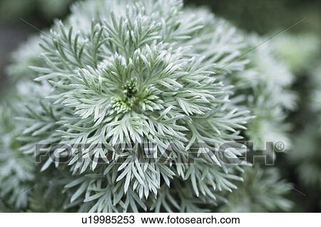 Artemisia schmidtiana View Large Photo Image Stock Image - Artemisia schmidtiana. Fotosearch