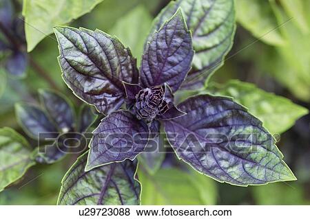 Stock Photo - Basil. Fotosearch