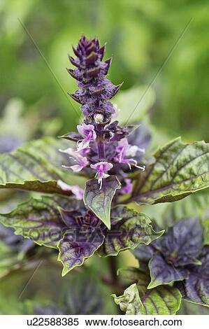 Basil View Large Photo Image Stock Photography - Basil. Fotosearch