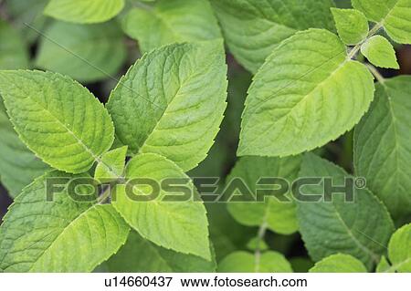 Bergamot View Large Photo Image Stock Photo - Bergamot. Fotosearch