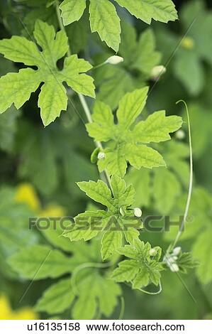 Stock Photo - Bitter melon. Fotosearch