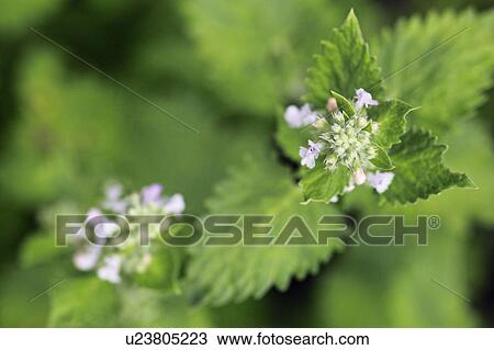 Stock Image - Catnip. Fotosearch