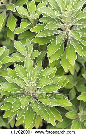 Stock Photo - Chrysanthemum pacificum. Fotosearch