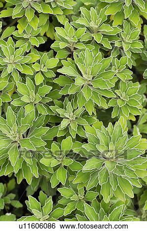 Stock Photograph - Chrysanthemum pacificum. Fotosearch