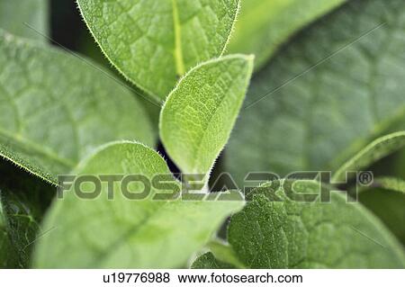 Stock Photo - Comfrey. Fotosearch