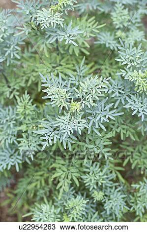 Stock Image - Common rue. Fotosearch