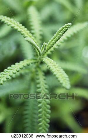 Fringe Lavender View Large Photo Image Stock Photograph - Fringe Lavender. Fotosearch